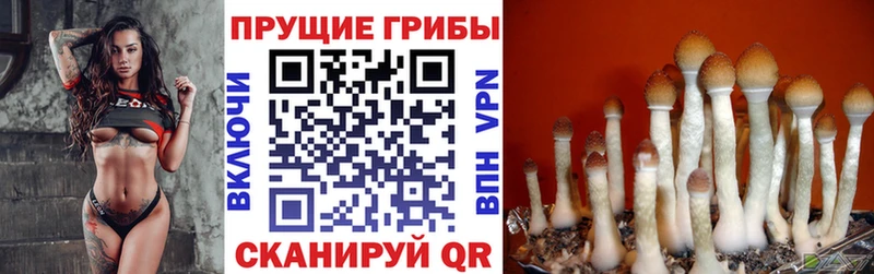 наркотики  Набережные Челны  Псилоцибиновые грибы Cubensis 